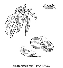 Vector hand drawn avocado and slices set. Sketch of a whole avocado, sliced ​​and leaves. Botanical illustration of avocado. Juicy tropical fruits.Great for labels, posters, prints.