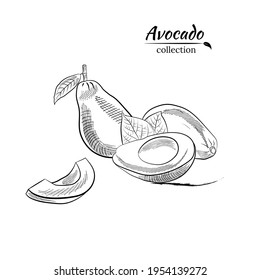 Vector dibujado a mano aguacate y rodajas. Esbozo de un aguacate entero, cortado de hojas de aguacate y raspado. Ilustración botánica del aguacate. Frutos tropicales jugosos.Ideal para etiquetas, afiches, impresiones.