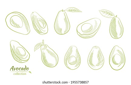 Vector hand drawn avocado and slices set.Sketch of a whole avocado, sliced ​​and leaves. Botanical illustration of avocado. Juicy tropical fruits.Great for labels, posters, prints.