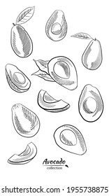 Vector hand drawn avocado and slices set.Sketch of a whole avocado, sliced ​​and leaves. Botanical illustration of avocado. Juicy tropical fruits.Great for labels, posters, prints.