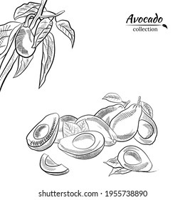 El vector dibujó a mano el aguacate y las rodajas set.Esbozo de todo un aguacate, cortando hojas y aguacate. Ilustración botánica del aguacate. Frutos tropicales jugosos.Ideal para etiquetas, afiches, impresiones.