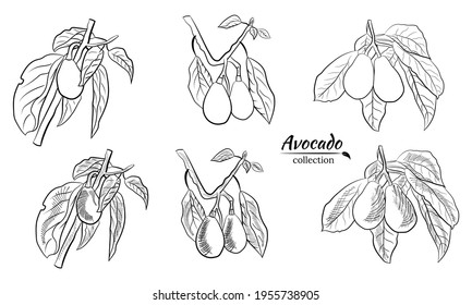Vector hand drawn avocado and slices set.Sketch of a whole avocado, sliced ​​and leaves. Botanical illustration of avocado. Juicy tropical fruits.Great for labels, posters, prints.