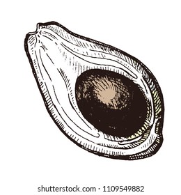 Vector hand drawn avocado.Avocado piece, leaf and seed sketch. Tropical summer fruit engraved style illustration. Detailed food drawing. Great for label, poster, print