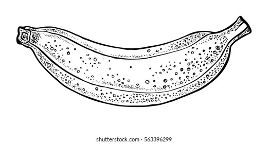 Vector hand drawn banana. Graphic illustration.