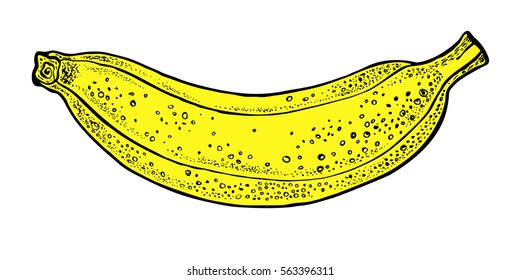 Vector hand drawn banana. Graphic illustration.