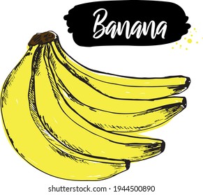 Vector hand drawn banana. Isolated banana fruit. Engraved style illustration. Tropical Fruit. Colorful trendy sketch. Use for menu, market, decoration, label, etc.