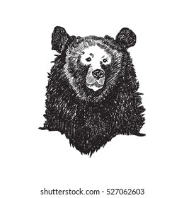 Vector hand drawn bear head. Graphic black and white  illustration.Rough sketch of moon bear (asian black bear)