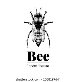 Vector hand drawn bee illustration. Vintage style logo template. Inteligent insect illustration.