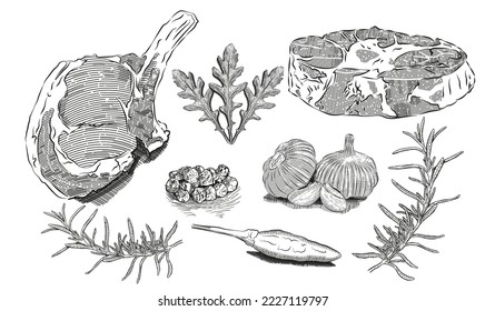 vector hand drawn beef steak with pepper and rosemary. ink detailed hand drawn beef steak vector illustration with pepper and rosemary. ink detailed food illustration