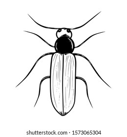 Vector hand drawn beetle. Vector illustration