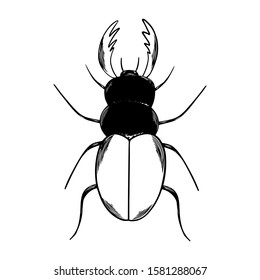 Vector hand drawn beetle. Vector illustration