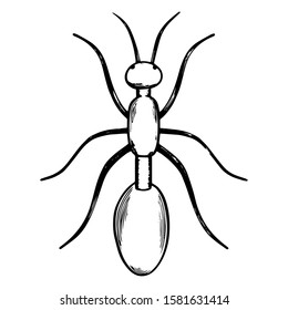 Vector hand drawn beetle. Vector illustration