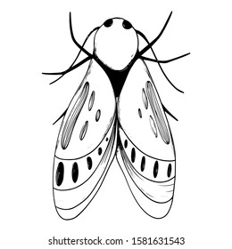 Vector hand drawn beetle. Vector illustration