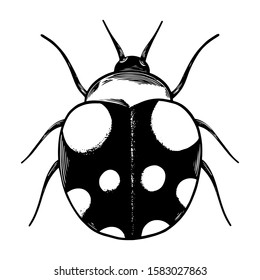 Vector hand drawn beetle. Vector illustration
