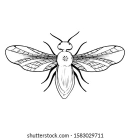 Vector hand drawn beetle. Vector illustration