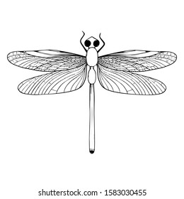 Vector hand drawn beetle. Vector illustration