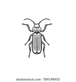 Vector hand drawn beetle outline doodle icon. Beetle sketch illustration for print, web, mobile and infographics isolated on white background.