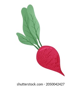 Vector hand drawn beetroot illustration. Bright beet vegetable isolated on white background. Healthy organic beet with leaves for autumn farm market design.