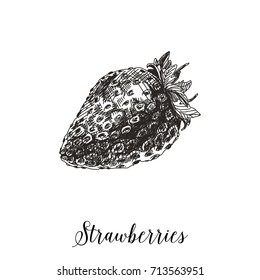 Vector hand drawn berry Illustration. Vintage Strawberry sketch background.