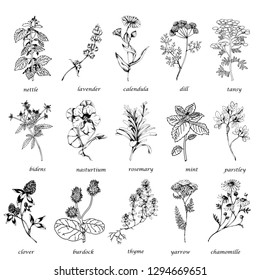 Vector hand drawn big collection with wild and medicinal herbs. Hand drawn botanical sketch with plants and flowers. For print, card, wrapping and other natural herbal design.Ink sketch lack and white