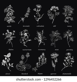 Vector hand drawn big collection with wild and medicinal herbs. Hand drawn botanical sketch with plants and flowers. For print, card, wrapping and other natural herbal design.Ink sketch on black