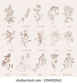 Vector hand drawn big collection with wild and medicinal herbs. Hand drawn botanical sketch with plants and flowers. For print, card, wrapping and other natural herbal design.Ink vintage  sketch