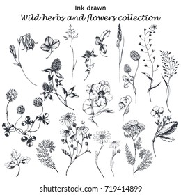 Vector hand drawn big collection with wild and medicinal herbs. Hand drawn botanical sketch with plants and flowers. For print, card, wrapping and other natural herbal design.Ink sketch lack and white