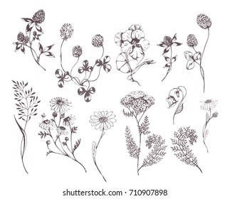 Vector hand drawn big set with wild  herbs. Hand drawn botanical sketch with plants and flowers. For print, card, wrapping and other natural herbal design. 