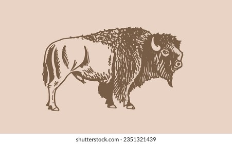 Vector hand drawn bison on sepia background,graphical vintage illustration. Bull