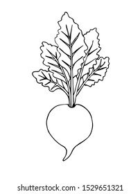 Vector hand drawn black doodle sketch beet isolated on white background 