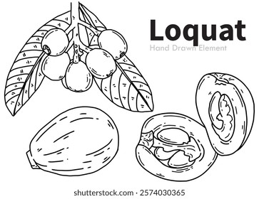 Vector Hand drawn black ink Loquat. Packaging design, fruits, vegan, health, diet, fresh, vegetarian.