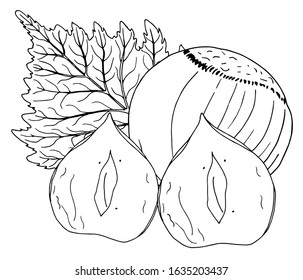 Vector hand drawn black line illustration of hazelnuts isolated on white background. Vector logo template for farmer market, organic products or chocolate packing