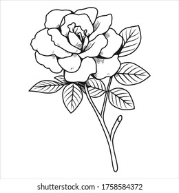 Vector hand drawn black line art rose and leaf illustration on white background, Flower doodle, This design for sticker and Children's coloring page. 