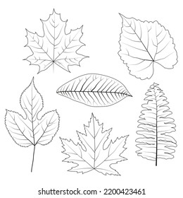 Vector Hand Drawn Black Line element. Botanical Leaf Set