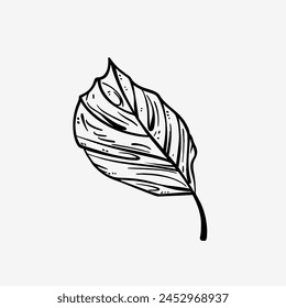 Vector dibujado a mano Elementos de diseño de línea negra. Exóticas ilustraciones botánicas de verano. Hojas Tropicales en estilo doodle.