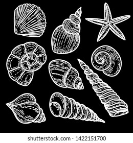 Vector hand drawn black and white set of seashells in the engraving vintage style.