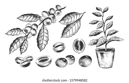 Ilustración en blanco y negro de granos de café y plantas aisladas en fondo blanco.