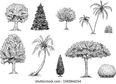 Vector hand drawn black and white illustration of set of trees,palm trees and bushes. Images of plants and nature.