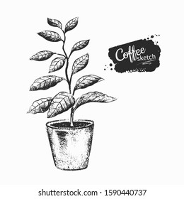Ilustración en blanco y negro dibujada a mano del brote de árbol de café aislado sobre fondo blanco.