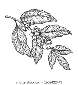 Vector hand drawn black and white illustration set of coffee beans and plants isolated on white back