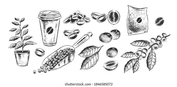 Ilustración de granos de café, plantas y cuchara de fondo blanco dibujada a mano por vectores.