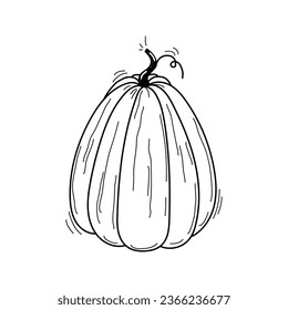 Esbozo blanco y negro dibujado a mano por vectores de calabaza oblonga aislada sobre fondo blanco