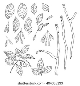 Vector hand drawn black and white floral set of ash tree for textile, fabric, postcards, wallpaper, scrapbooking and others