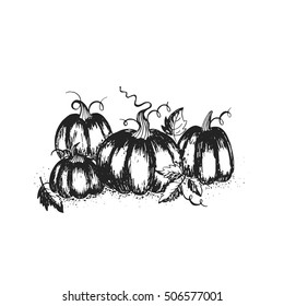 Vector hand drawn black and white pumpkin patch isolated on white background. Perfect for Thanksgiving day greeting card, banner or background.