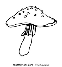 Vector hand drawn black-white fly agaric. Forest poisonous mushroom, sketch illustration, medicinal plant, magic, toxic mushroom isolated on white background. Cartoon symbol, nature, graphic art.