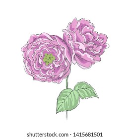 Vector hand drawn blooming flower on white background. Delicate floral print.