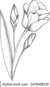 Vector hand drawn blooming tulip isolated on the white background