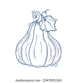 Vector hand drawn blue sketch of oblong pumpkin with leaf isolated on white background