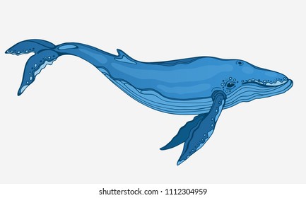 Vector hand drawn blue whale.