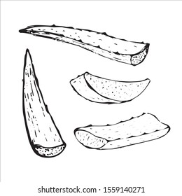 Vector hand drawn botanical Aloe Vera.